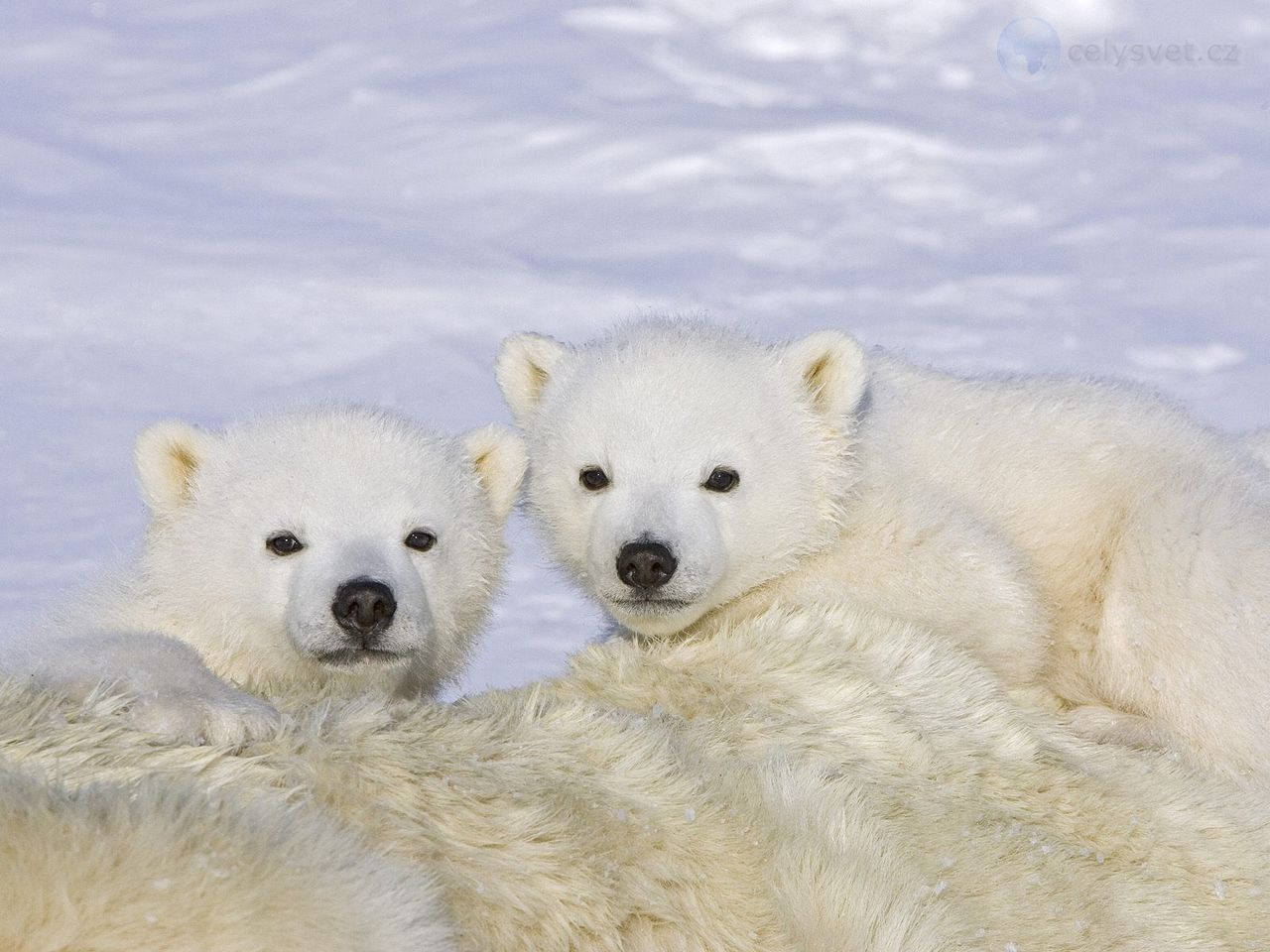 polar-bear-cubs--wapusk-national-park--canada