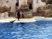 SWC Dolphin Discovery show (3)
